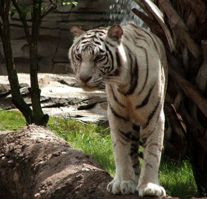 Bengal Tiger